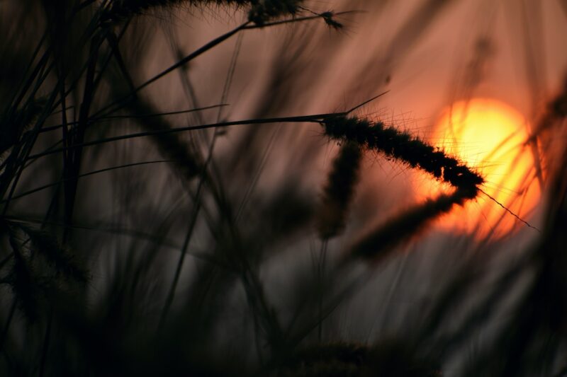 Foto de Rajesh Raj: https://www.pexels.com/es-es/foto/ligero-amanecer-puesta-de-sol-arte-4055323/