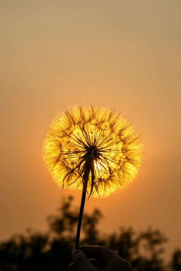 Foto de 袁 勇博: https://www.pexels.com/es-es/foto/silueta-de-diente-de-leon-contra-un-atardecer-dorado-32244724/