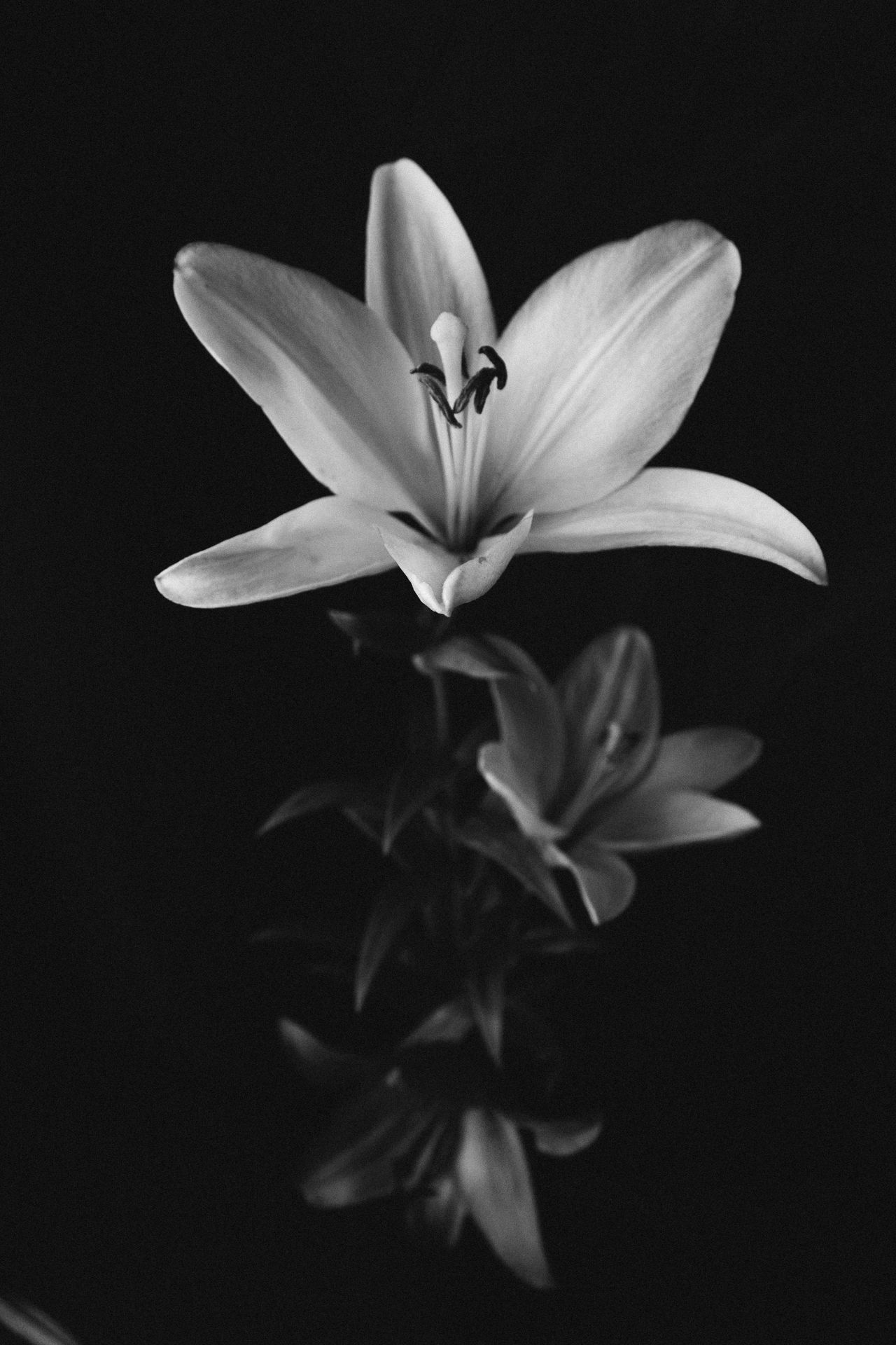 Fotografía: Юлія-Марія Повх - https://www.pexels.com/es-es/foto/blanco-y-negro-naturaleza-petalos-planta-27048760/